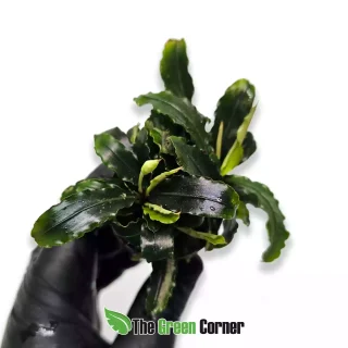 Bucephalandra theia Green