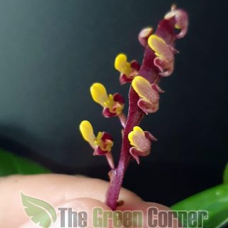 Bulbophyllum falcatum Adulto