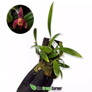 Bulbophyllum geniculiferum