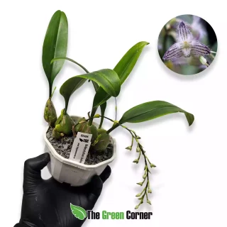 Bulbophyllum lindleyanum