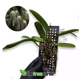 Bulbophyllum medusae