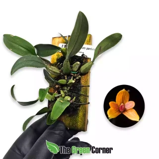 Bulbophyllum pardalotum