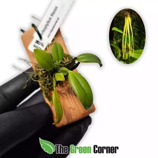 Bulbophyllum thiurum