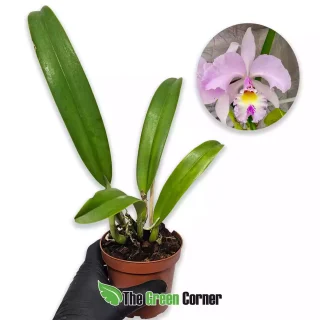 Cattleya gaskelliana “Alba” x Cattleya Hardyana “Semi Alba”