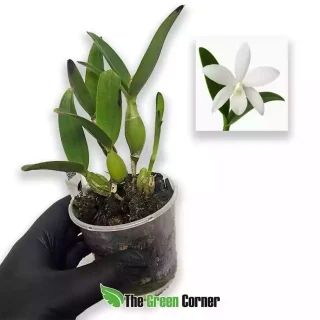 Cattleya guatemaltensis var. alba