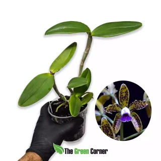 Cattleya guttata var. coerulea