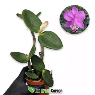 Cattleya loddigesii Caliman x Especial