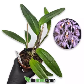 Cattleya maxima var. coerulea x Cattleya schroederae