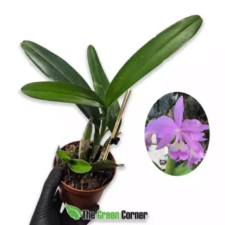 Cattleya Portia tipo