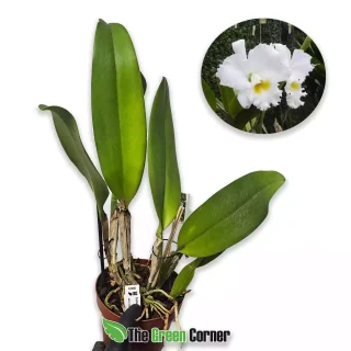 Cattleya Snowball Francis