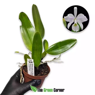 Cattleya warneri var. Albescens (Richards Bella x SL Theresa)