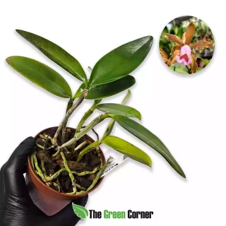 Cattleya × dayana (guttata × forbesii)