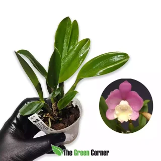 Cattlianthe Chian Tzy Angel Land Mesha