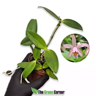 Cattleya forbesii “Rosada do Caliman”