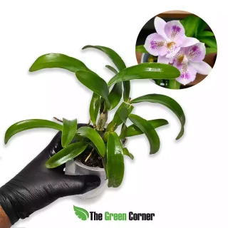 Caulocattleya Chantilly Lace ‘Twinkle’