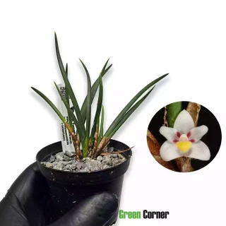 Ceratostylis incognita