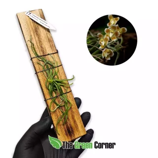 Chiloschista exinctoriformis