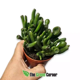 Crassula ovata ‘Hobbit’