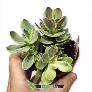 Crassula moneymaker