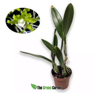 Schomburkia crispa var. Alba