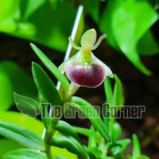 Epidendrum porpax (Ejemplares de gran tamaño)