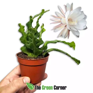 Epiphyllum anguliger (Cactus Orquidea)