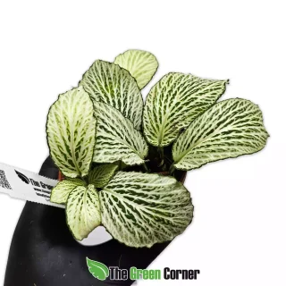 Fittonia verschaffeltii Big leaf Full White