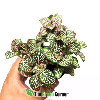 Fittonia verschaffeltii Big leaf Verde-Rosa