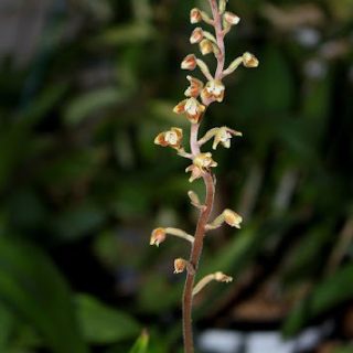 Macodes petola: Orquídea terrestre