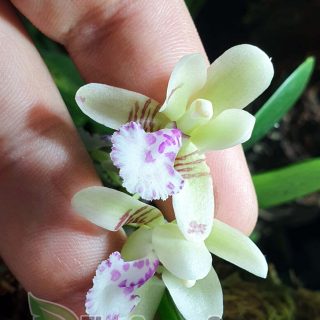 Sedirea japonica: Orquídea de pequeño tamaño.