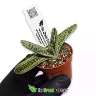 Gasteria ‘Little Warty’