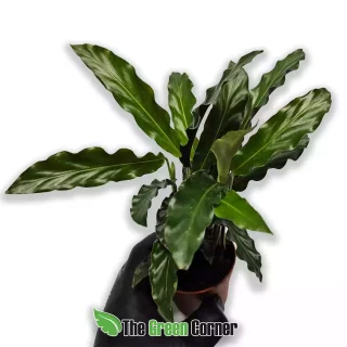 Goeppertia rufibarbax