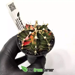 Gymnocalycium mihanovichii ‘Japan’