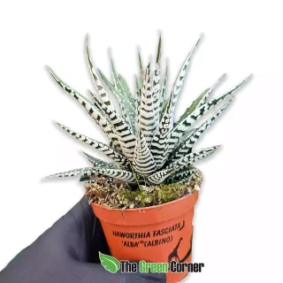 Haworthia fasciata ‘Alba’