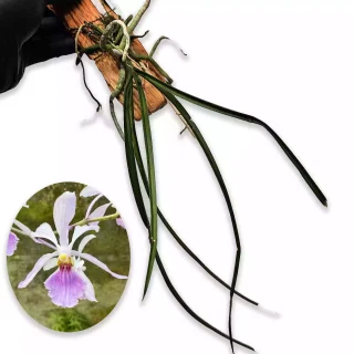 Holcoglossum subulifolium × Vanda coerulea