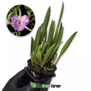 Brassocattleya Air Mososa ‘Mickey Mouse’