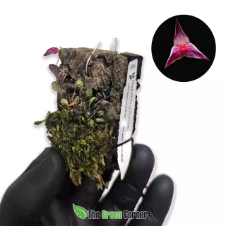 Lepanthes golondrina