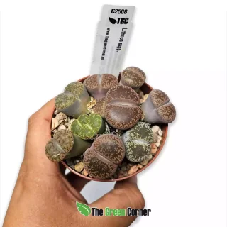Lithops sp