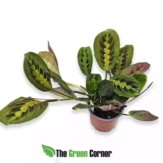 Maranta leuconeura Green Pink