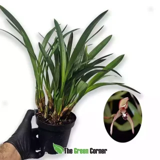 Maxillaria marginata