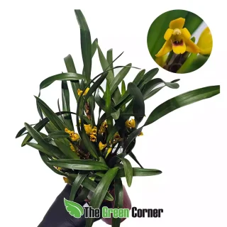 Maxillaria variabilis (Ejemplar grande)