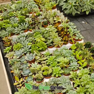 Pack de suculentas Mix 5 unidades