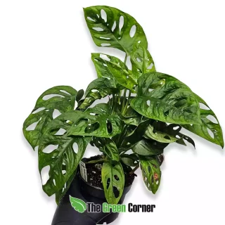 Monstera adansonii