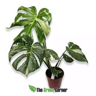 Monstera deliciosa Thai Constellation