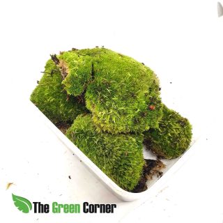 Musgo Bola: Tarrina de 1L