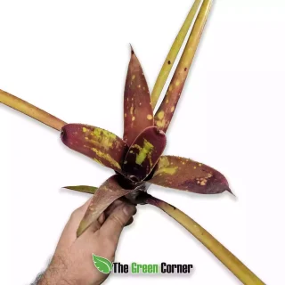 Neoregelia willsoniana x marmorata