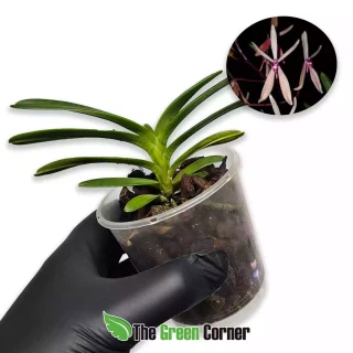 Neofinetia falcata × Renanthera vietnamensis