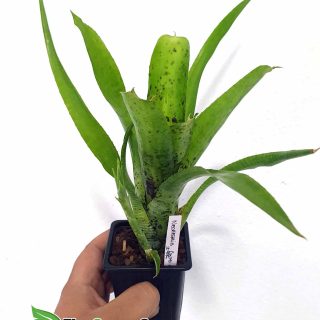 Neoregelia Anteia Large Form