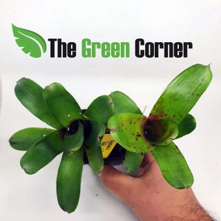 Neoregelia Bric a Brac