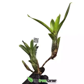 Neoregelia dungsiana